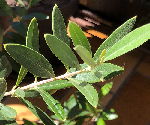 Olive - Die Regenerationsblüte